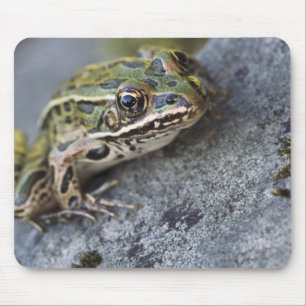 Mousepad Rã-leopardo-do-norte, Ilha Transparente,