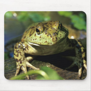 Mousepad Rã-touro.