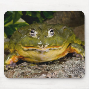 Mousepad Rã-Touro-Africana, Pyxicephalus