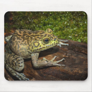 Mousepad Rã-touro, Rana catesbeiana
