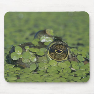 Mousepad Rã-touro, Rana catesbeiana, adulta em lentilha-d'á