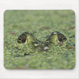 Mousepad Rã-touro, Rana catesbeiana, adulta em lentilha-d'á