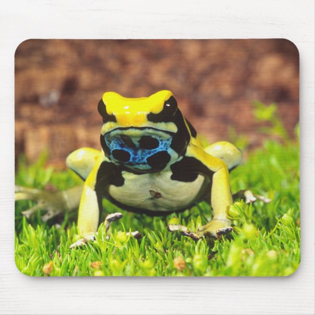 Mousepad Rã-veneno-de-tinta, Dendrobates tinctorius, (Frente)