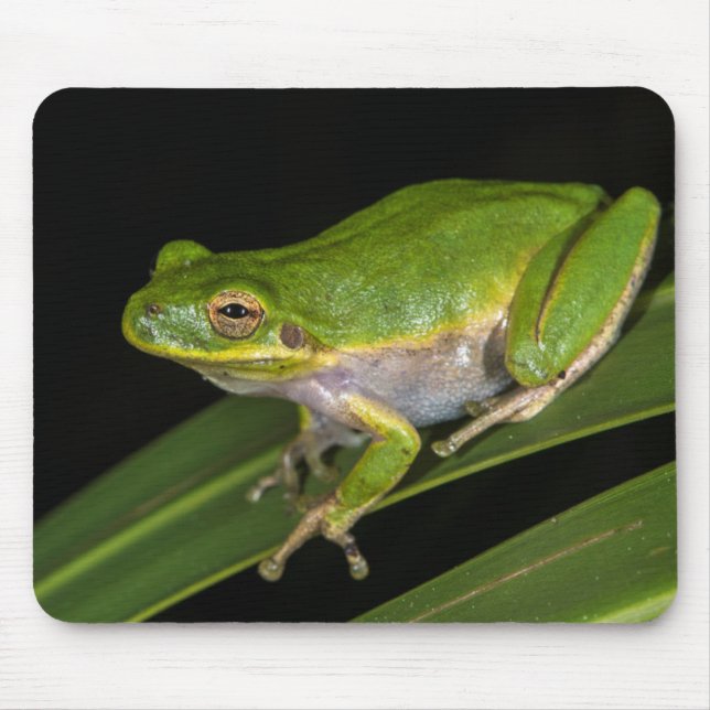 Mousepad Rã-verde (Hyla cinerea) 2 (Frente)