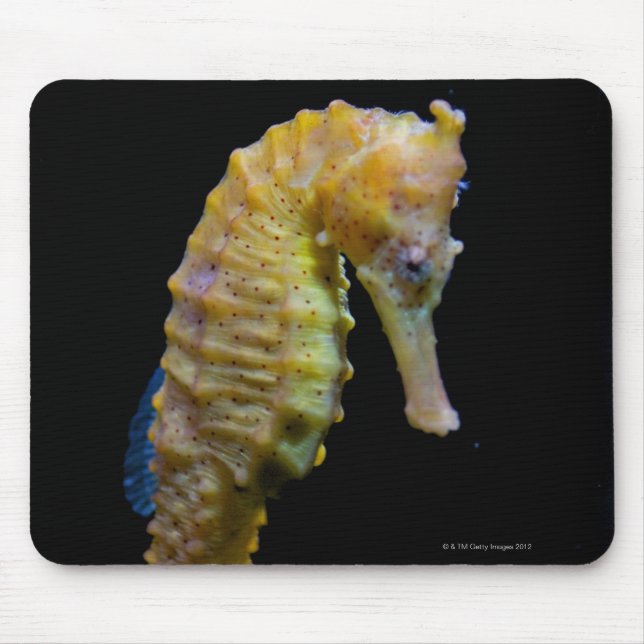 Mousepad rabo-de-cabeça-redonda-repolho (Frente)