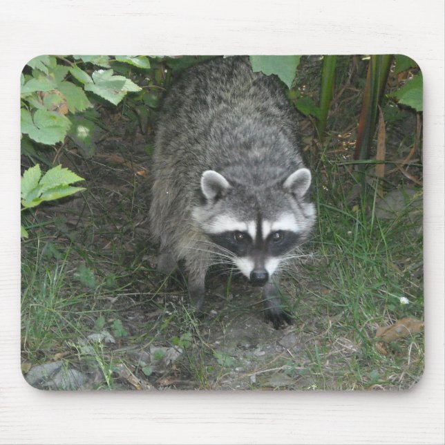 Mousepad Raccoon (Frente)
