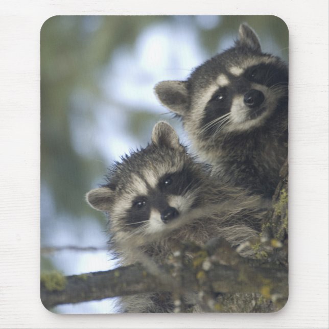 Mousepad Raccoons Procyon Lotor) do lago de Peixes, Central (Frente)