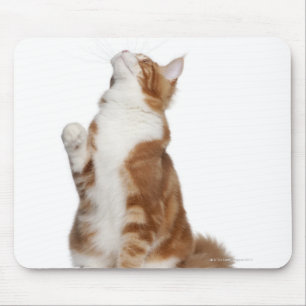 Mousepad Racum de Maine (6 meses velho) que senta-se e que