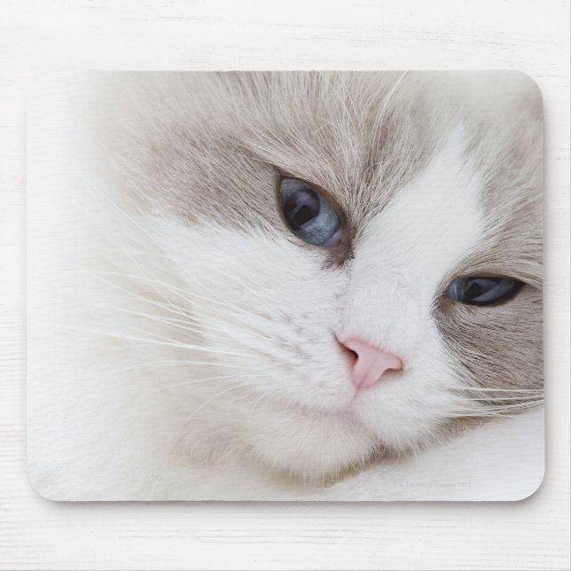Mousepad Ragdoll cat (Frente)