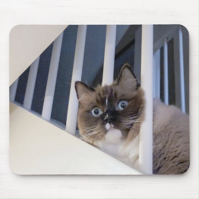 Mousepad Ragdoll Cat Na Escada (Frente)