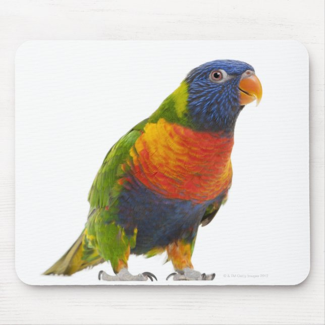 Mousepad Rainbow Lorikeet fêmea - Trichoglossus (Frente)