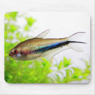 Mousepad Rainbow Tetra