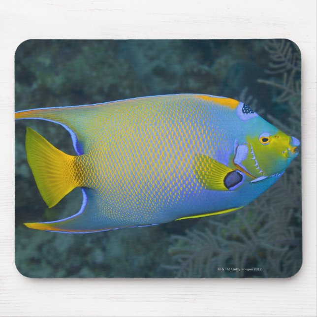 Mousepad Rainha Angelfish (Frente)