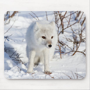 Mousepad Raposa Ártica, Área de Manejo da Vida Selvagem de