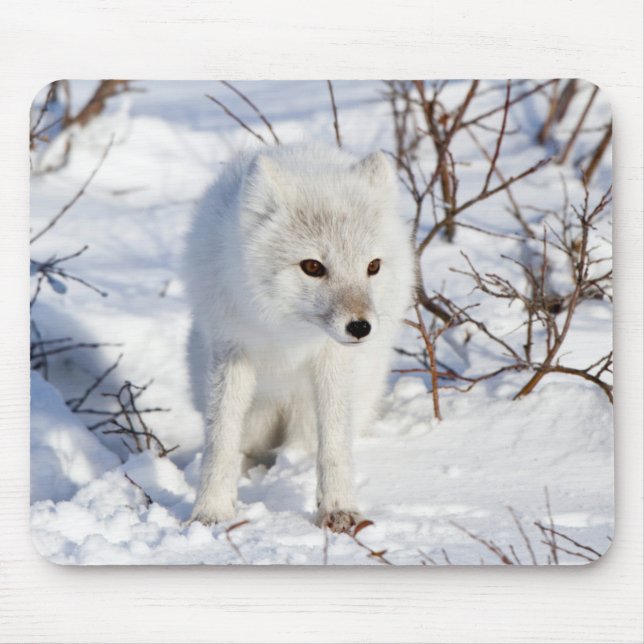 Mousepad Raposa Ártica, Área de Manejo da Vida Selvagem de  (Frente)