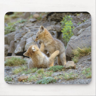 Mousepad Raposa-Cinza Sul-Americana (Lycalopex griseus) par