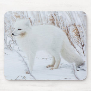 Mousepad Raposa-do-Ártico