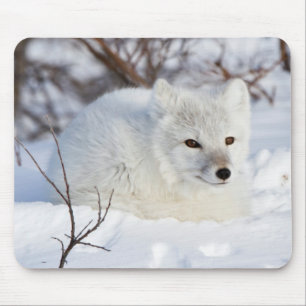 Mousepad Raposa do Ártico no inverno