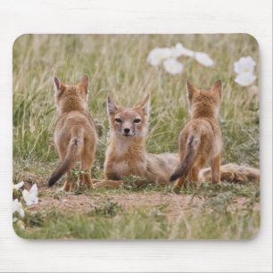 Mousepad Raposa Veloz (Vulpes velox) fêmea com filhotes em