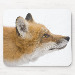 Mousepad Raposa vermelha