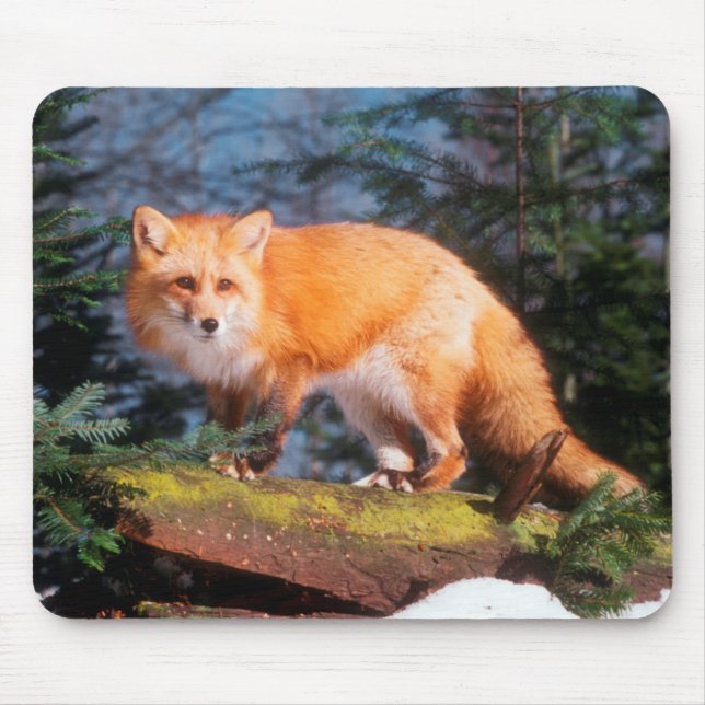 Mousepad Raposa Vermelha em um tronco (Frente)