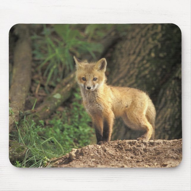 Mousepad Raposa vermelha jovem em frente à toca (Vulpes vul (Frente)