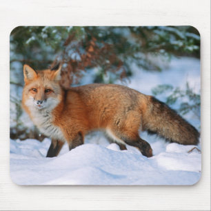 Mousepad Raposa Vermelha Neve em Winter, Montana