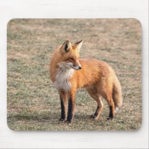 Mousepad Raposa Vermelha num campo