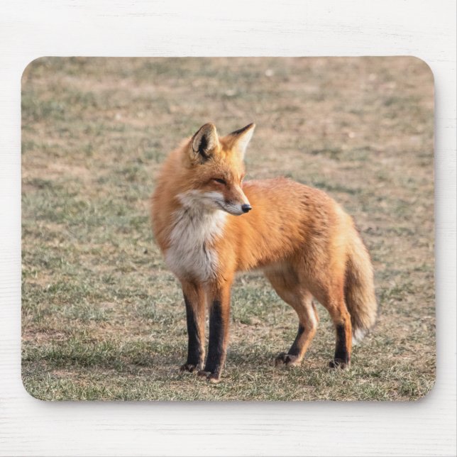 Mousepad Raposa Vermelha num campo (Frente)