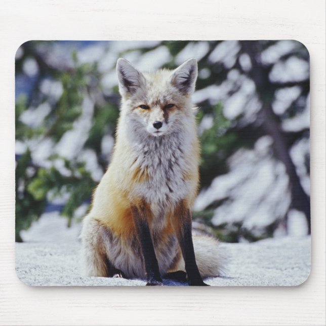 Mousepad Raposa Vermelha sentada no banco de neve, Vulpes,  (Frente)