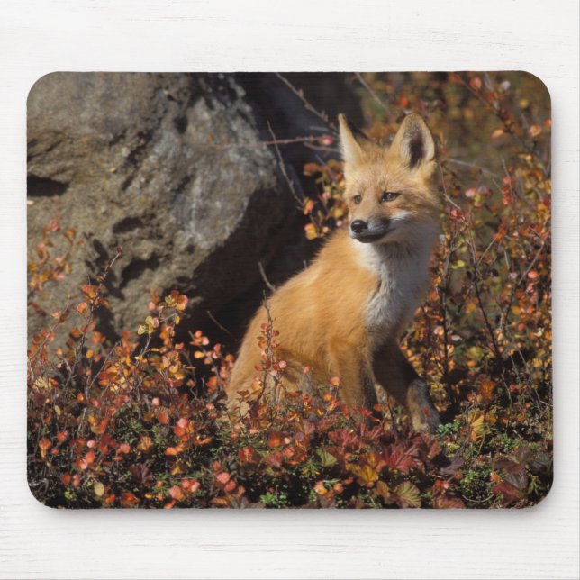 Mousepad Raposa vermelha, Vulpes vulpes (Frente)