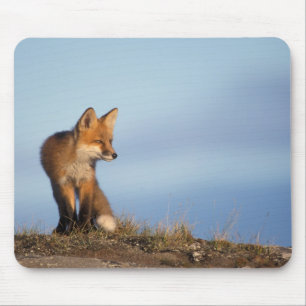 Mousepad raposa-vermelha, Vulpes vulpes