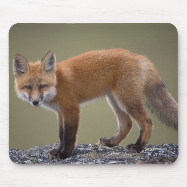 Mousepad raposa vermelha, Vulpes vulpes, ao longo do centro (Frente)