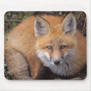 Mousepad raposa-vermelha, Vulpes vulpes, em cores de outono