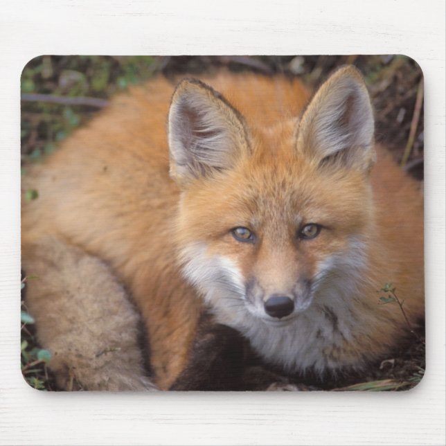 Mousepad raposa-vermelha, Vulpes vulpes, em cores de outono (Frente)
