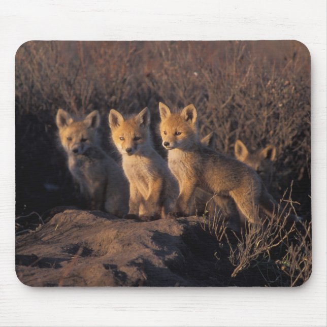Mousepad raposa-vermelha, Vulpes vulpes, filhotes (Frente)