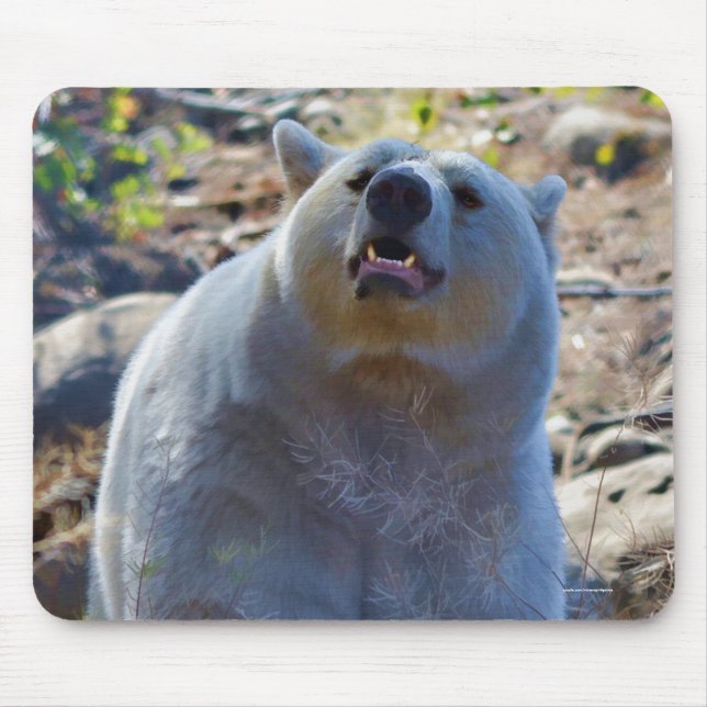 Mousepad Rare Kermode Bear (Spirit Bear) (Frente)