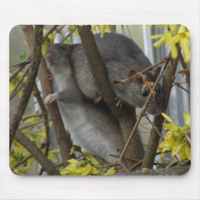 Mousepad Ratazanas de Bocal (Frente)