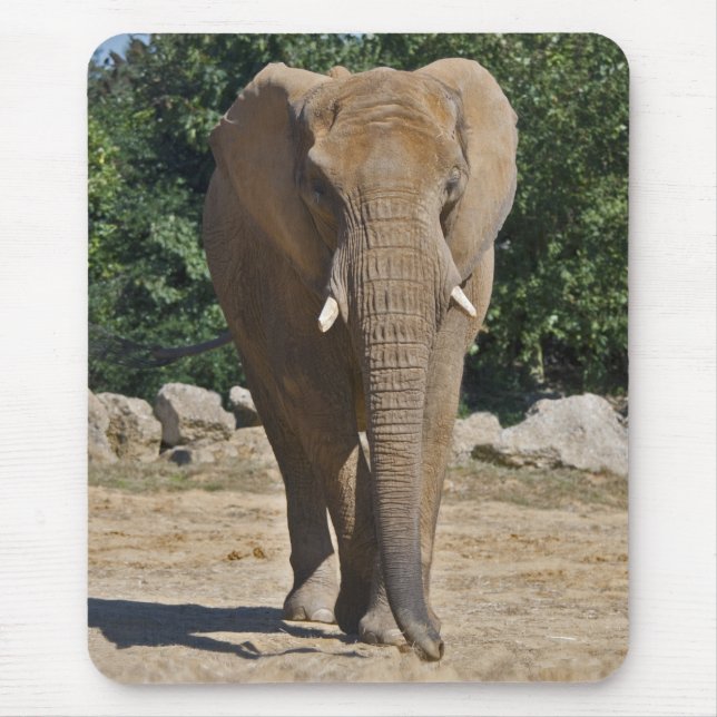 Mousepad Rato de African Elephant (Frente)