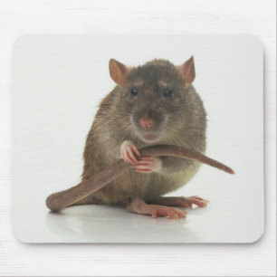 Mousepad Ratos!