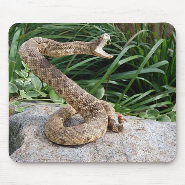 Mousepad rattle snake on a rock (Frente)