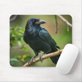 Mousepad Raven em uma ramificação de árvore