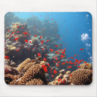 Mousepad Recife de corais 01