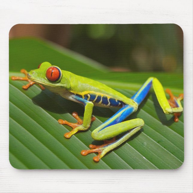Mousepad Red eyed tree frog (Frente)