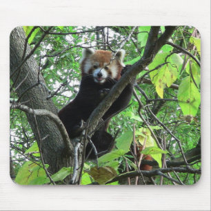 Mousepad Red Panda