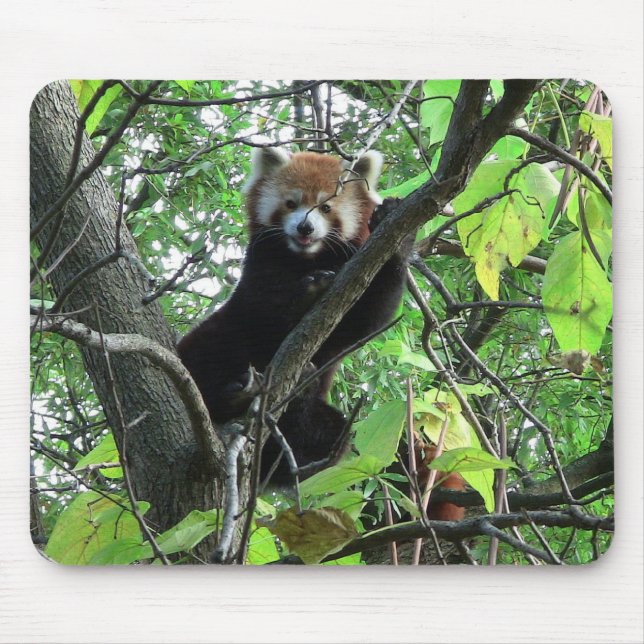 Mousepad Red Panda (Frente)