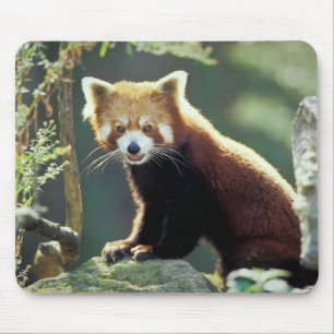 Mousepad Red Panda Ailurus fulgens)