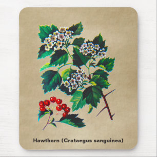 Mousepad Redhaw Hawthorn Em Papel Antigo