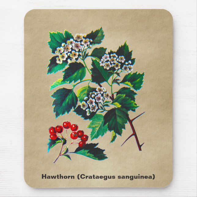 Mousepad Redhaw Hawthorn Em Papel Antigo (Frente)