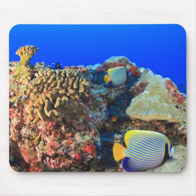 Mousepad Regal Angelfish Pygoplites diacanthus), (Frente)